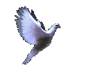 Angel Dove