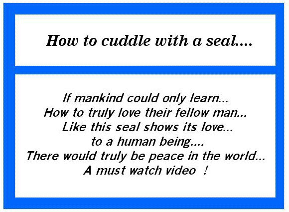 How To Cuddle With an Elephant Seal