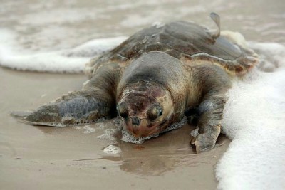 bloated sea turtle