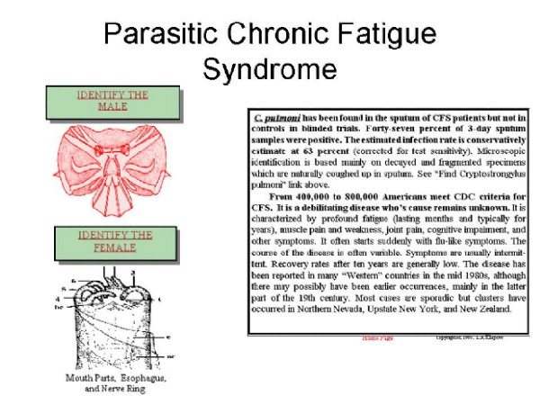 Parasitic Worm