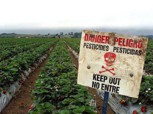 strawberries in california